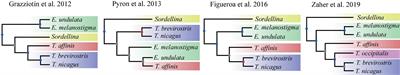Increasing taxon sampling suggests a complete taxonomic rearrangement in Echinantherini (Serpentes: Dipsadidae)